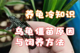 养龟冷知识：乌龟僵苗能长大吗？僵苗龟的成因和饲养方法科普视频视频封面