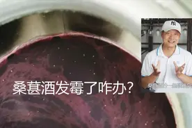 辛辛苦苦酿了桑葚酒，不小心发霉了？这可怎么办啊？视频封面