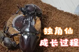 独角仙从毛毛虫化蛹，到羽化为成虫的全过程，快@小伙伴来围观吧