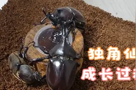 独角仙从毛毛虫化蛹，到羽化为成虫的全过程，快@小伙伴来围观吧