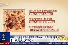 红火蚁生性凶狠，含有毒性，攻击对象不分大小|共同关注视频封面