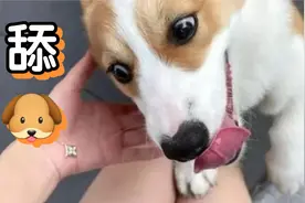 二哈一见到游泳池就懵了！视频封面