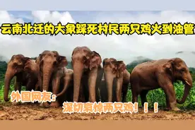 云南野生大象北迁火到油管，老外：庆幸是在中国，不然它们早死了视频封面