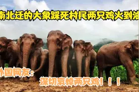 云南野生大象北迁火到油管，老外：庆幸是在中国，不然它们早死了视频封面