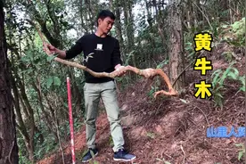 山上到处可见的黄牛木，挖回家一种，值钱了视频封面
