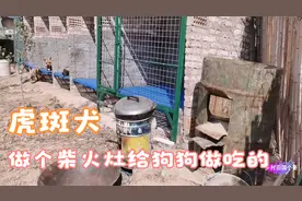 虎斑配种完毕了，做个柴火灶给狗狗们做好吃的视频封面