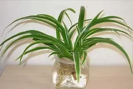 家里摆放吊兰有讲究，这几个地方不能放，看完尽快挪走，要记心上视频封面