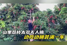 四川合江荔枝之乡，山里荔枝太多竟无人摘，二涛边吃边摘装满一车视频封面