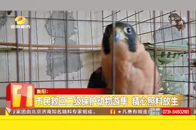 市民购回受伤不知名鸟类，儿子确认二级保护动物，精心照料放生视频封面