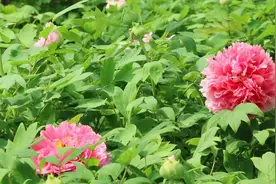 2023年洛阳牡丹花会文化节时间及赏花地点攻略视频封面