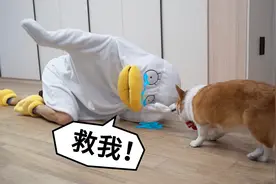 主人扮鸭子逗柯基，狗：你这是玩游戏，还是玩命呢？视频封面