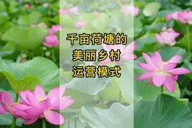 乡村振兴—千亩荷塘的美丽乡村运营模式视频封面