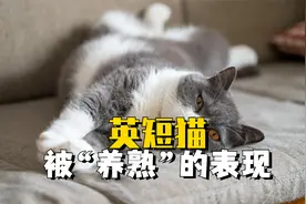 这些关于英短猫叫声的含义，你知道吗？