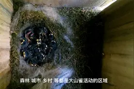 “双减”三分钟 | 走进自然——大山雀视频封面