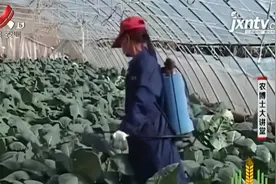 秋冬温室种植珊瑚菜花，结球前期追肥很重要，病虫害防治要做到位视频封面