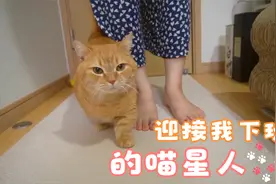 在门口迎接我回家的喵星人，然后不停的蹭啊蹭，不停的喵喵叫视频封面