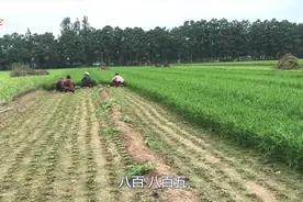 种12亩韭菜能赚多少钱？农村大叔说出真实收入，听了都不敢相信视频封面
