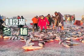 吉林省大安市月亮湖水库冬捕，大胖头鱼是真多，一会儿就装一车。