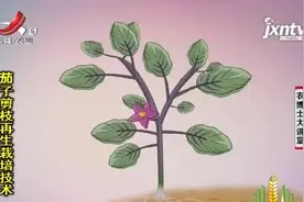 茄子双杆整枝法，即长的分枝在果实膨大时打顶，采收后剪枝视频封面