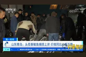 山东青岛：头茬春鲅鱼捕捞上岸，价格同比小幅下降视频封面