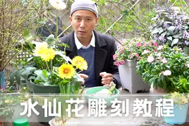 全网最全最详细，水仙花雕刻教程，教你如何雕刻蟹爪水仙
