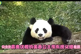 6月17日，美香公主很有镜头感，让大家看到一个高清正面的美熊照视频封面
