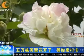 奔向花海！五万株芙蓉花开了，成都这处观赏地等你来打卡视频封面