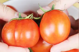 买小番茄时，选圆的还是扁的？老果农：牢记这5点，一挑一个准