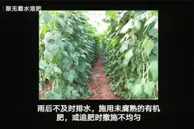 豆角枯萎烂根，豆角抗重茬用什么调理剂？豆角根腐病用什么杀菌剂视频封面