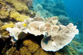 2070年所有珊瑚礁或将消失，假如没有珊瑚礁会什么后果？