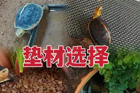 半水龟垫材怎么选？5种垫材优缺点分析，让你不再纠结！视频封面