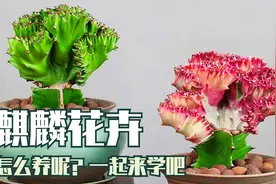 麒麟花卉养护也容易，龙骨怎么养麒麟就怎么养，今天我们来说麒麟视频封面