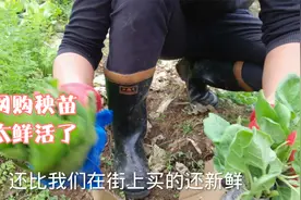网购的茄子和辣椒苗，快递好几天还这么鲜活！网络好神奇，快种上视频封面
