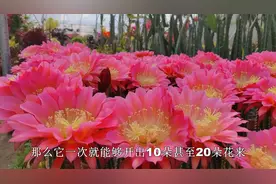 仙人球不开花？从“3点”入手，不仅“开爆盆”，还能多季开花视频封面