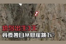 白颊黑雁刚出生3天，就要从120米的悬崖跳下，生命奇迹令人震撼！视频封面