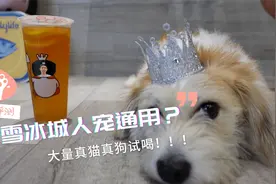 蜜雪冰城人宠通用？大量真猫真狗试喝蜜雪冰城yyds单品！视频封面