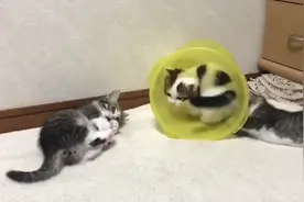 好动的小猫，身上像装了弹簧，连蹦带跳不停歇