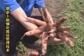 农博：胡萝卜中富含维生素B2和叶酸，若经常食用，可增强抗癌能力