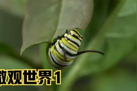 微观世界1——可爱的毛毛虫是如何变成美丽的大蝴蝶的？视频封面