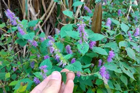 农村山路遇见“野薄荷”，感冒发热、皮肤瘙痒，不急不慌了解下视频封面