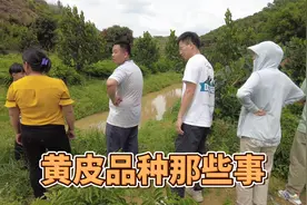 聊聊黄皮品种那些事：黑黄皮在广西较受欢迎、而贵妃黄皮在广东好
