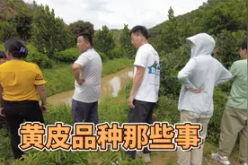 聊聊黄皮品种那些事：黑黄皮在广西较受欢迎、而贵妃黄皮在广东好
