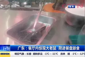 餐厅内惊现大老鼠，爬进餐盘舔食，店主称鼠患问题困扰已久视频封面