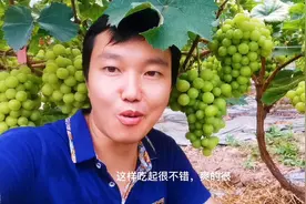 四川资阳安岳，大叔回乡投资200万建200亩葡萄基地，现在怎么样了视频封面