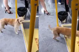 成精了？狗子独自坐公交车，听到广播报站后主动站后门下车视频封面