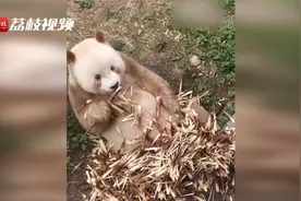 日食竹笋100斤！全球唯一圈养棕色大熊猫“七仔”又开“吃播”视频封面