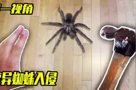当你家里被变异蜘蛛入侵了？第一视角带你疯狂抓捕！视频封面
