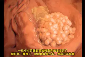 胚胎植入后是如何发育成宝宝的？就像一颗种子，扎根生长开花结果视频封面