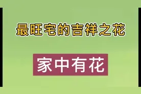 10种最旺宅的绿植花卉视频封面