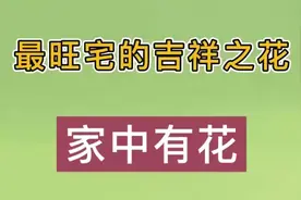 10种最旺宅的绿植花卉视频封面